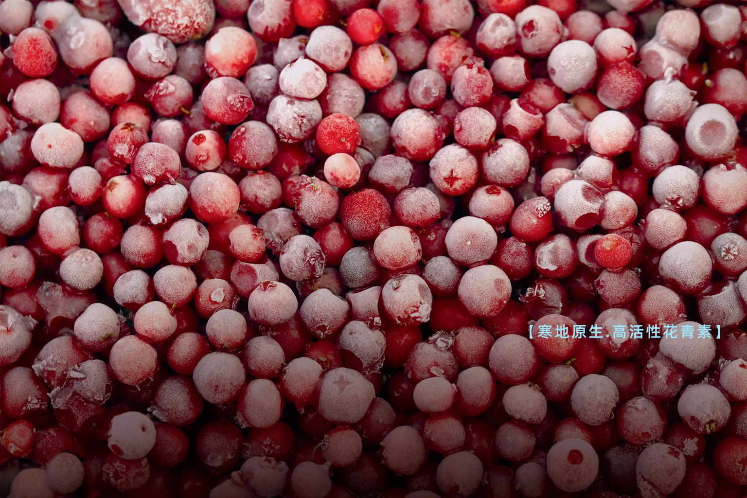 Fniberry®红豆越橘提取物