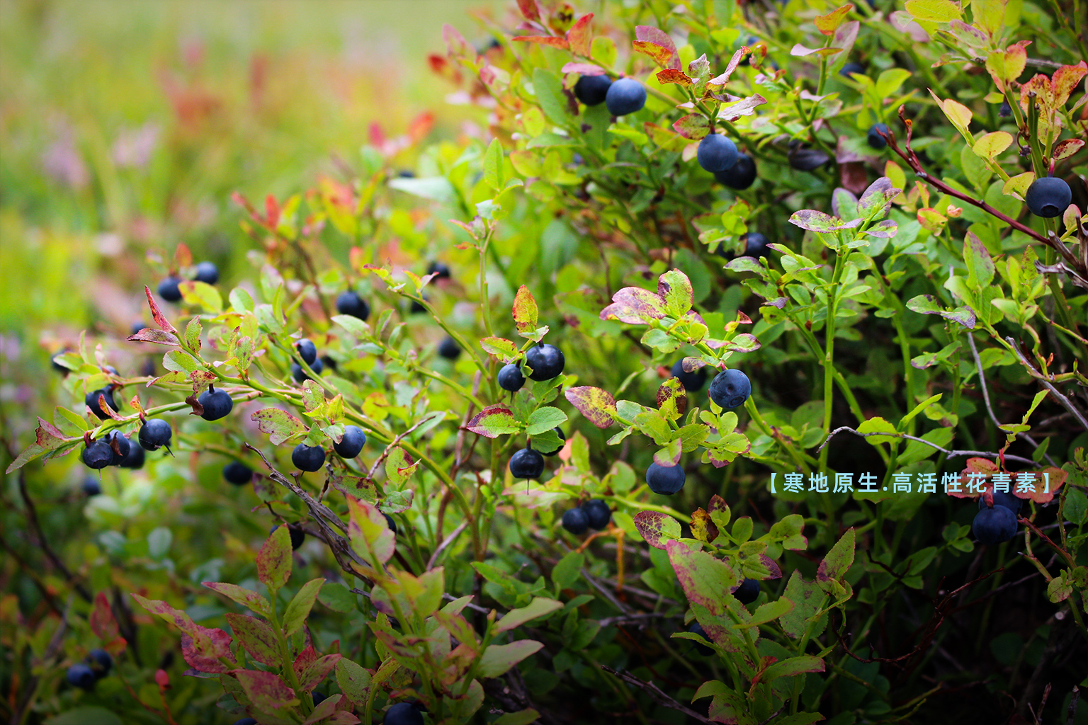 Fniberry®蓝莓花色苷