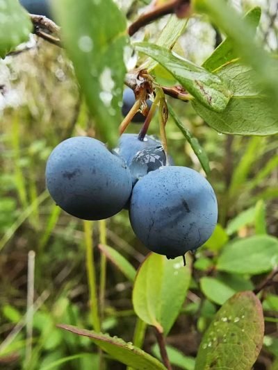 3e80a700cb5eaccf8a48df758565a385